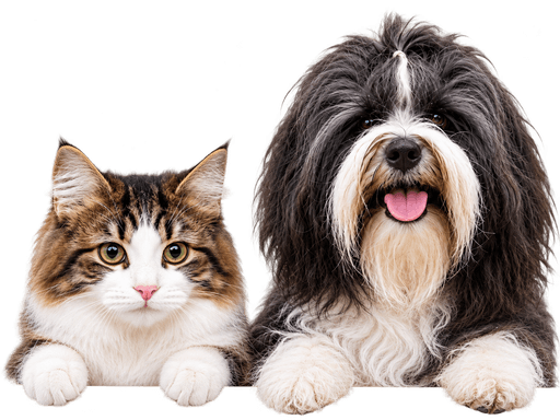 Gato e cachorro espiando por cima do cartão
