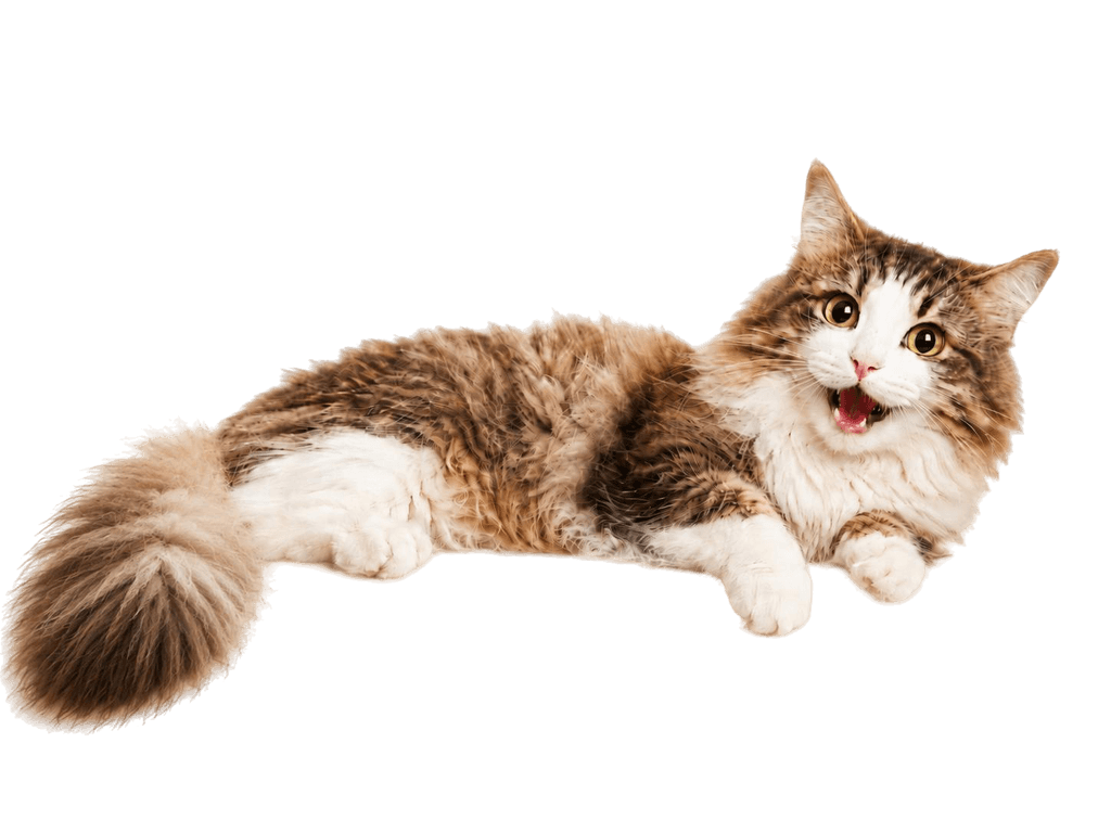 Gato