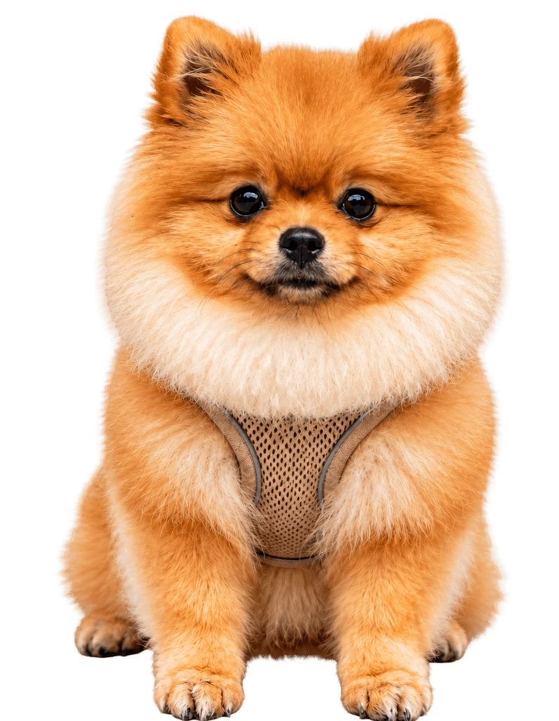 Cachorro preparado para banho